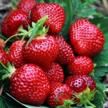 Земляника Хани